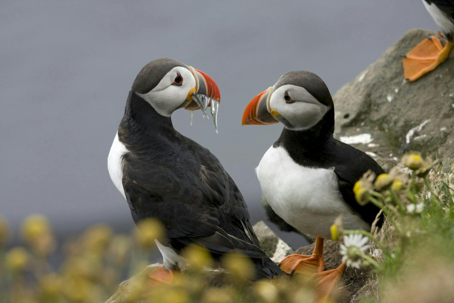 Puffins on the cliffs.