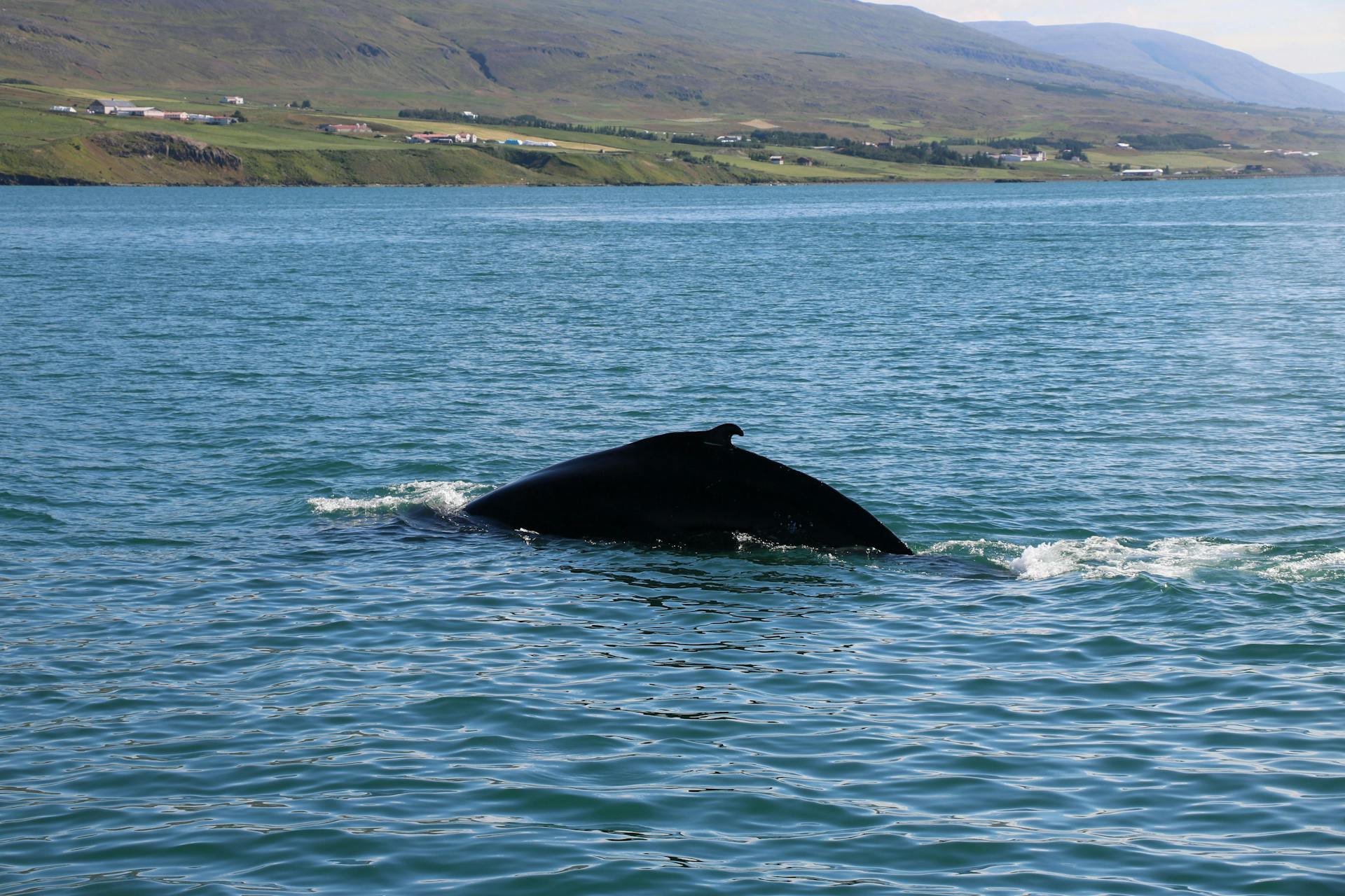 Krókur - The humpback whale - 2