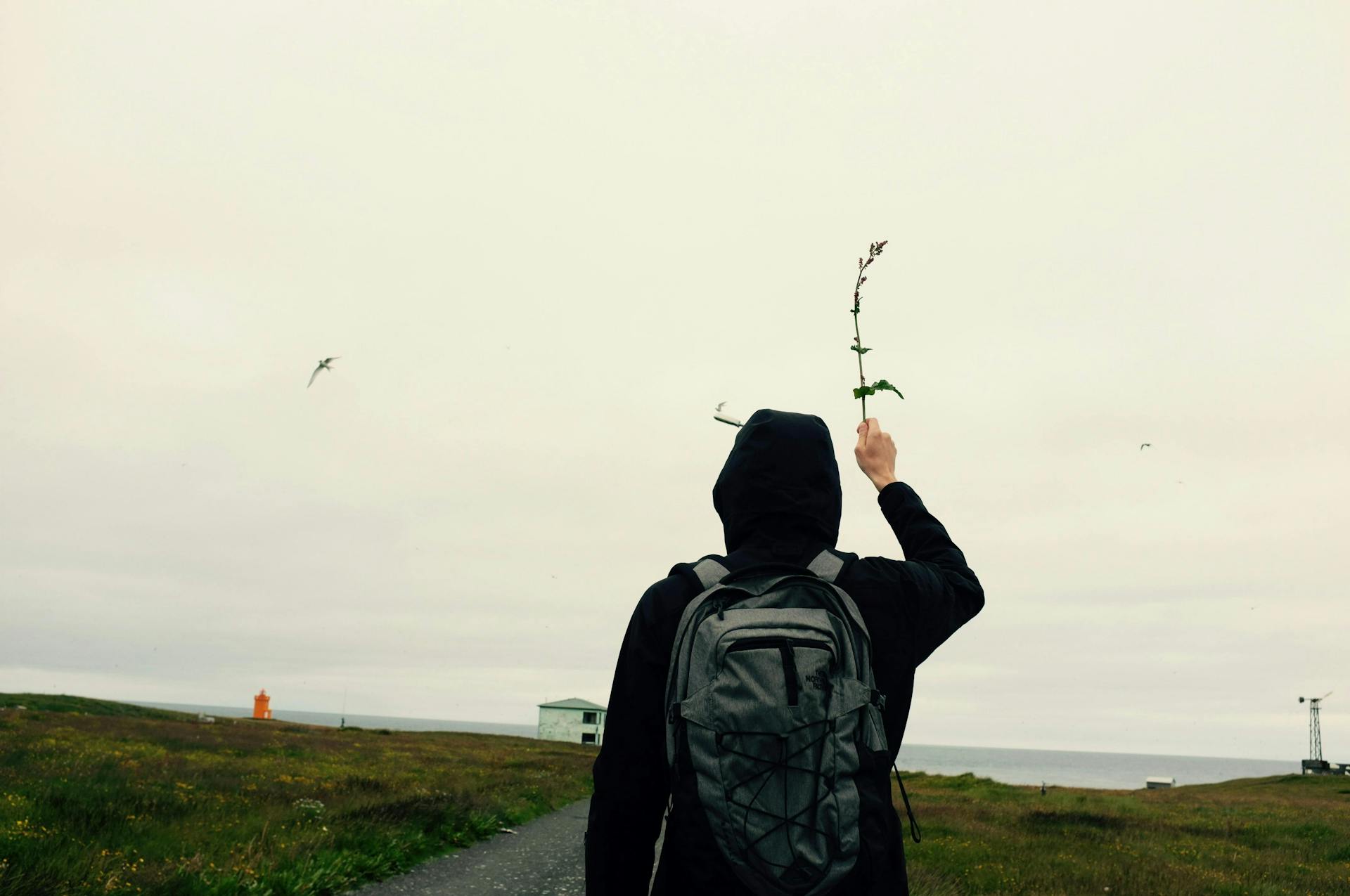 A man holding a branch to scare away arctic terns. 