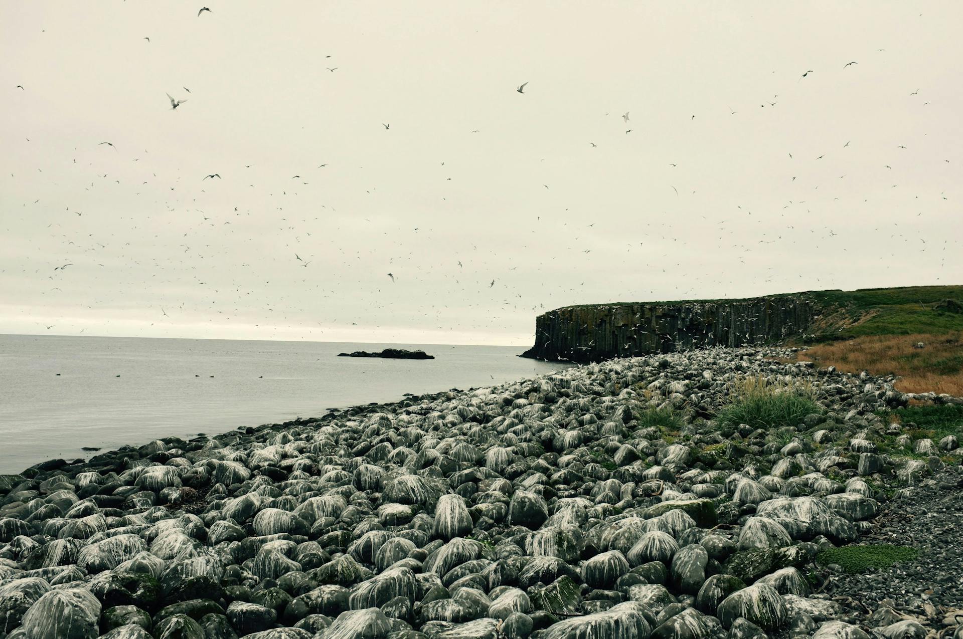 A huge amount of birds on a black stone beach. 