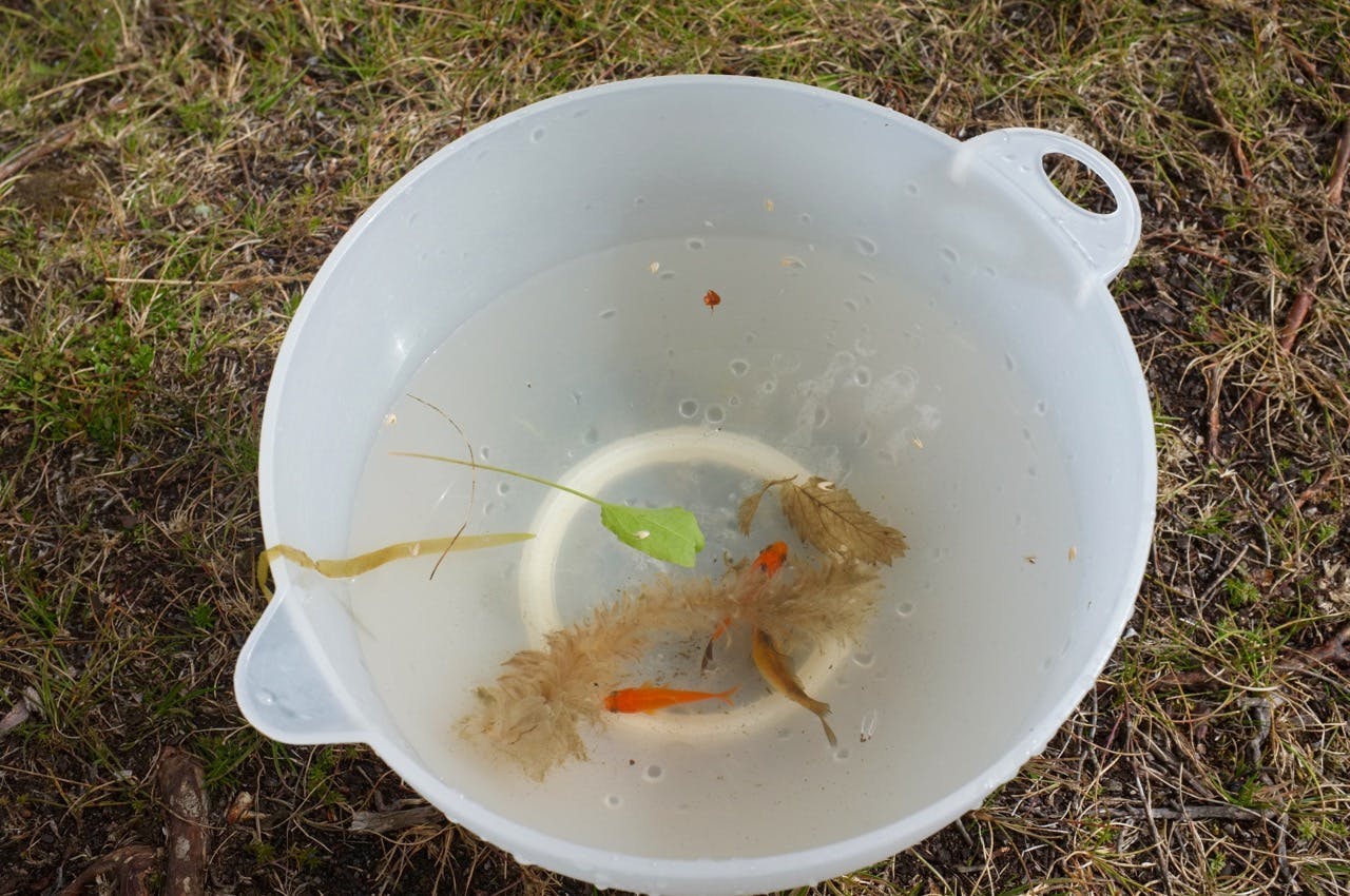 Goldfish in a plastic bowl. 