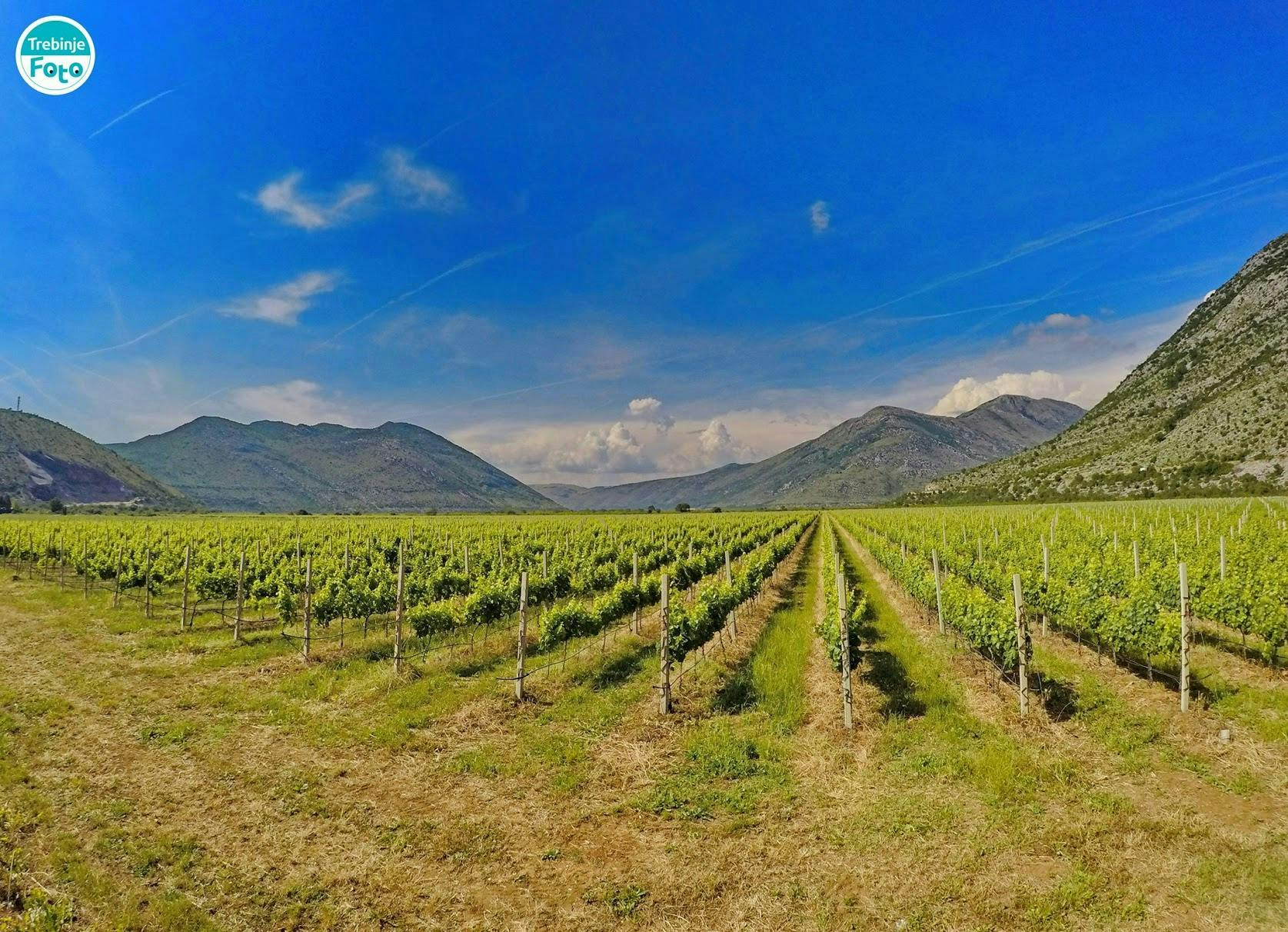 A vast vineyard on a clear day. 