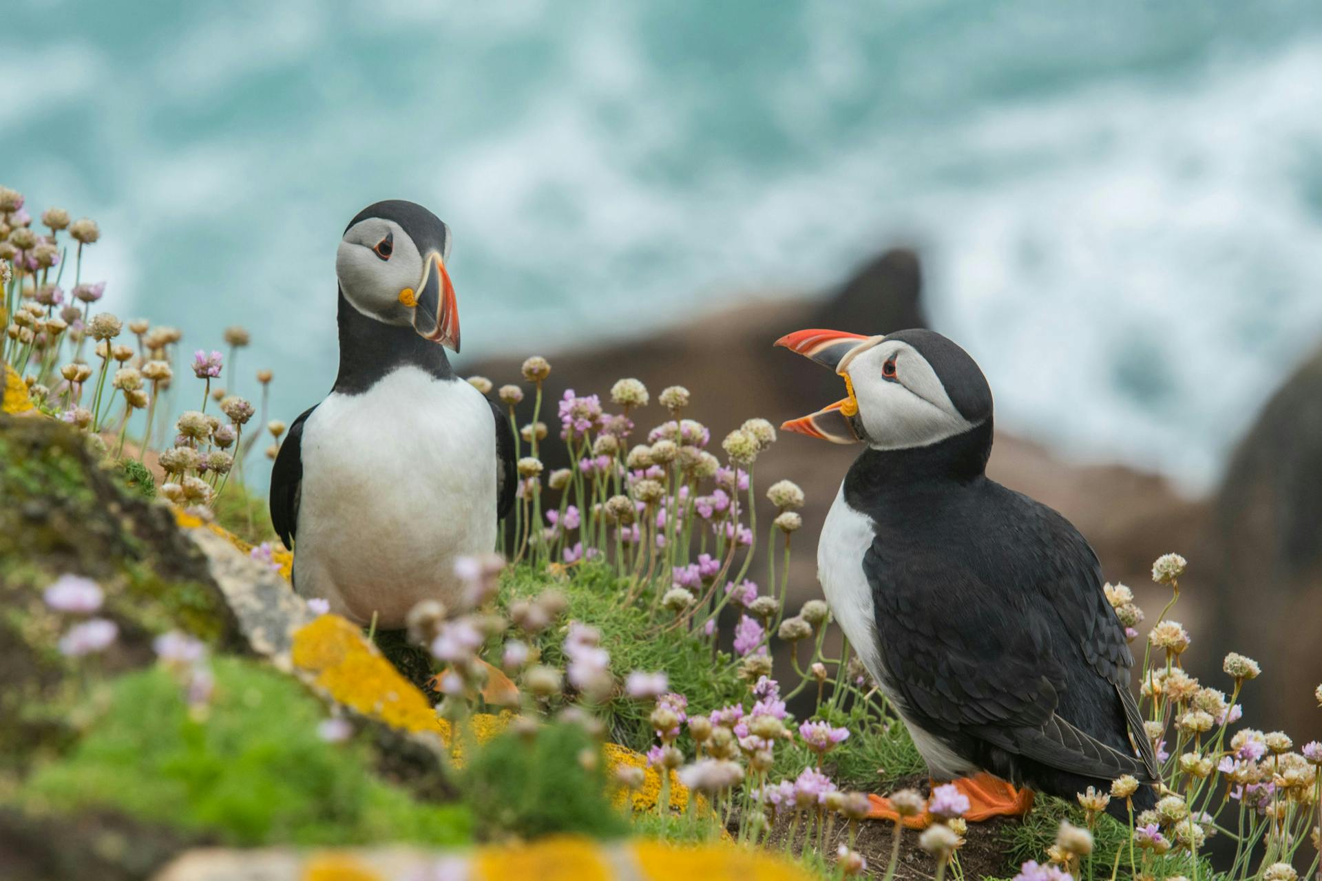 Two puffins communicating in a cliff with flowers. 