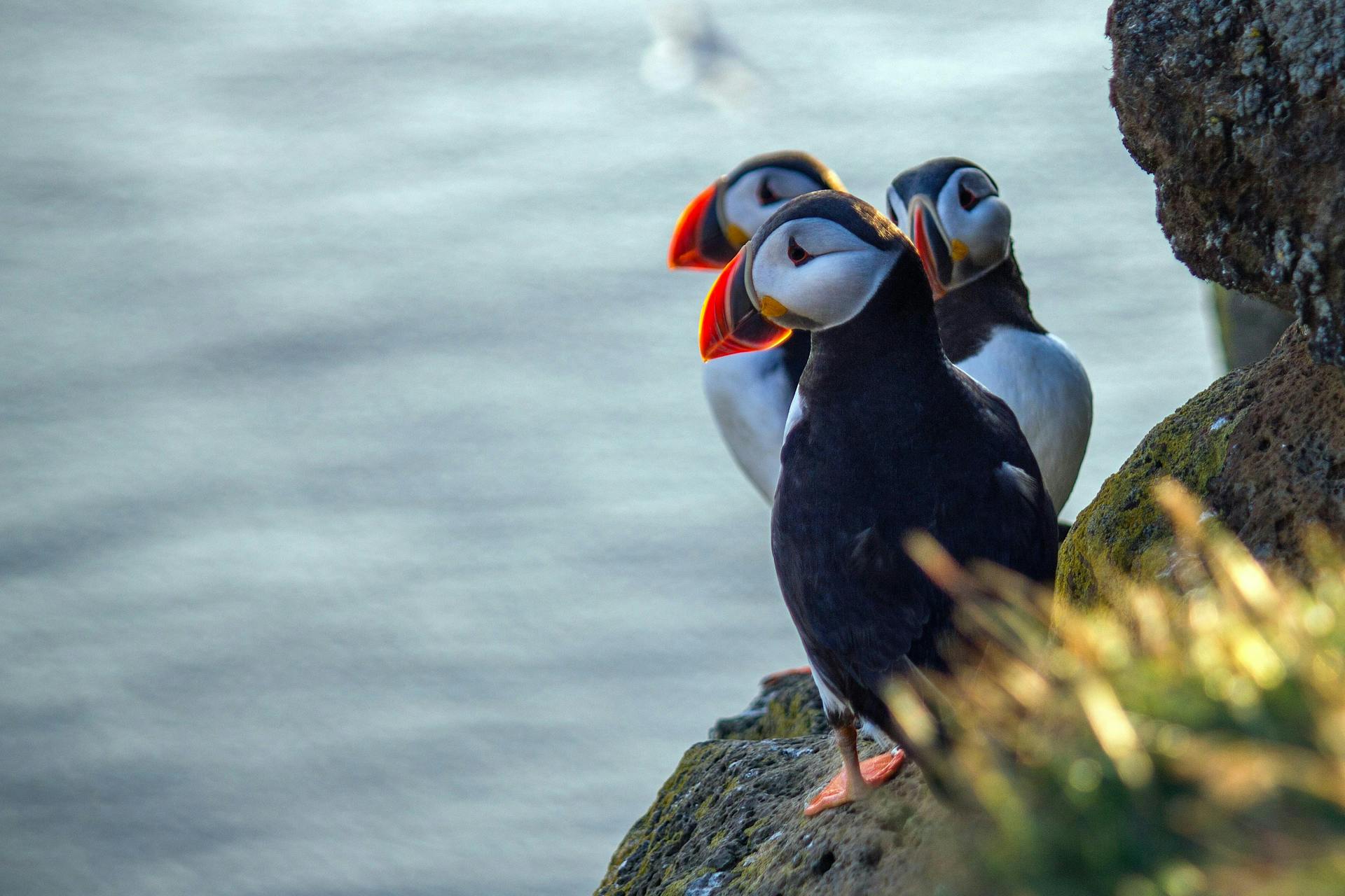 Three puffins on a cliff. 