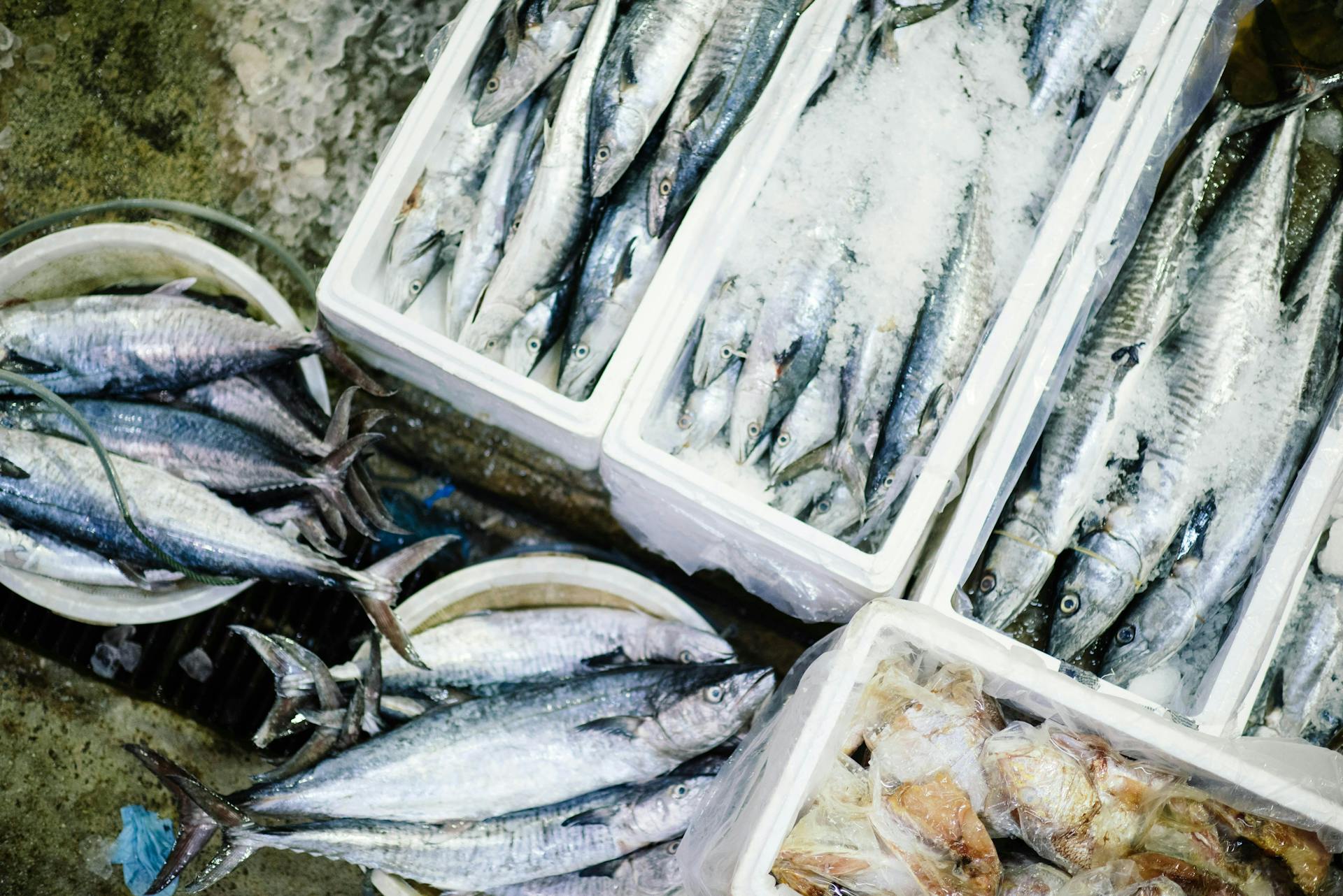 Fresh fish in the Westfjords of Iceland