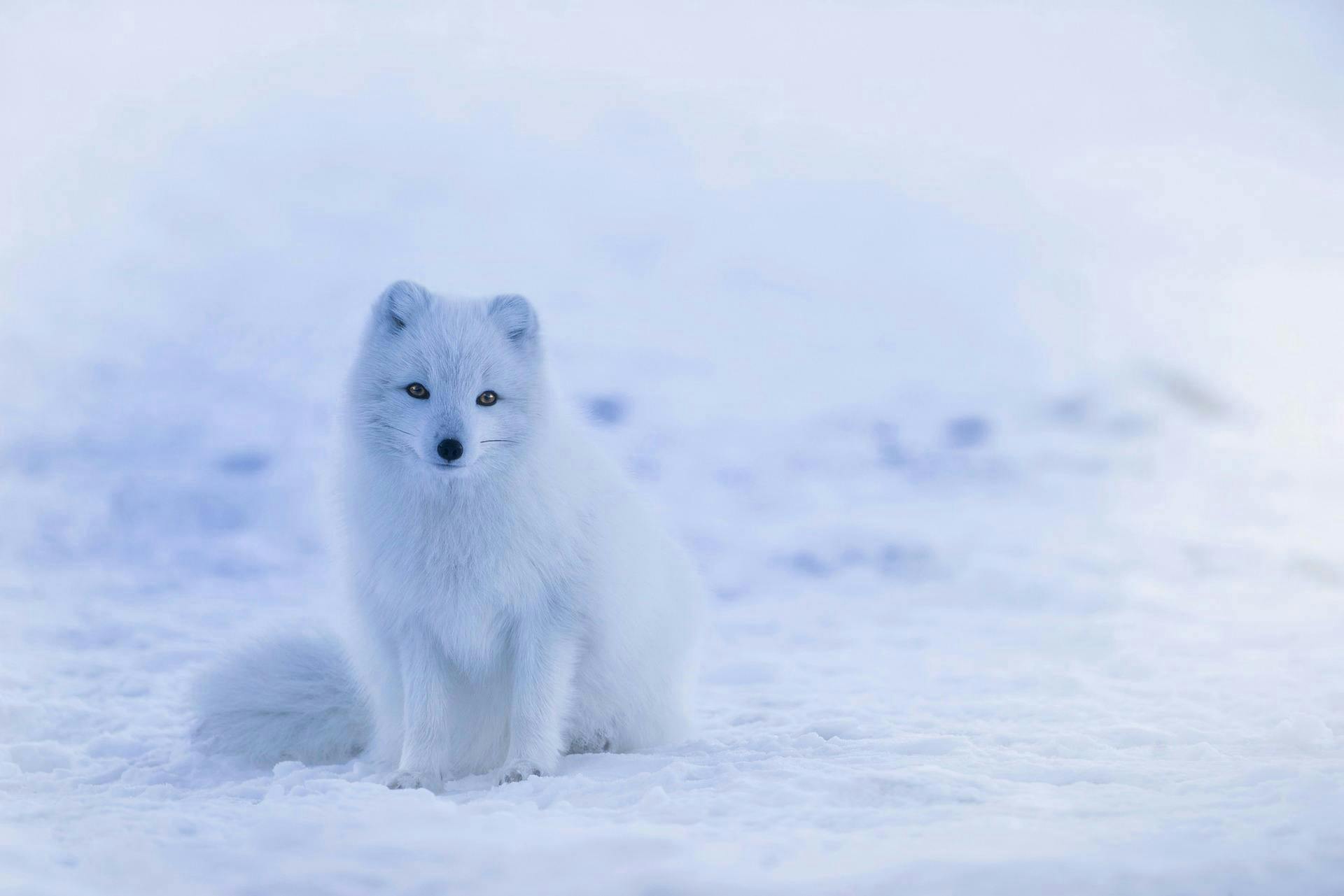 An arctic fox blending into the snow