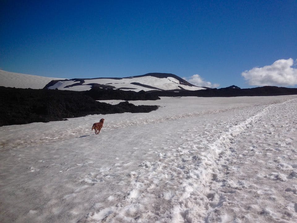 A brown dog running over a snowy slope. 