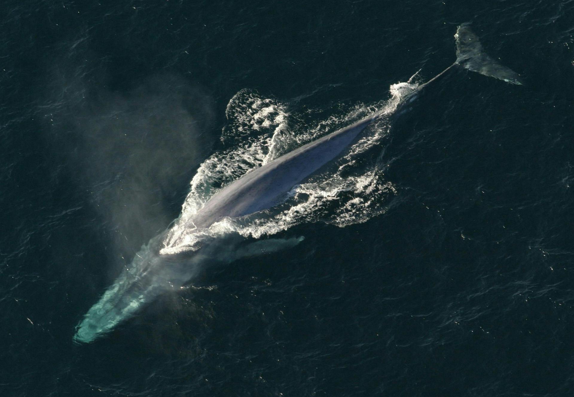 A blue whale seen from above. 