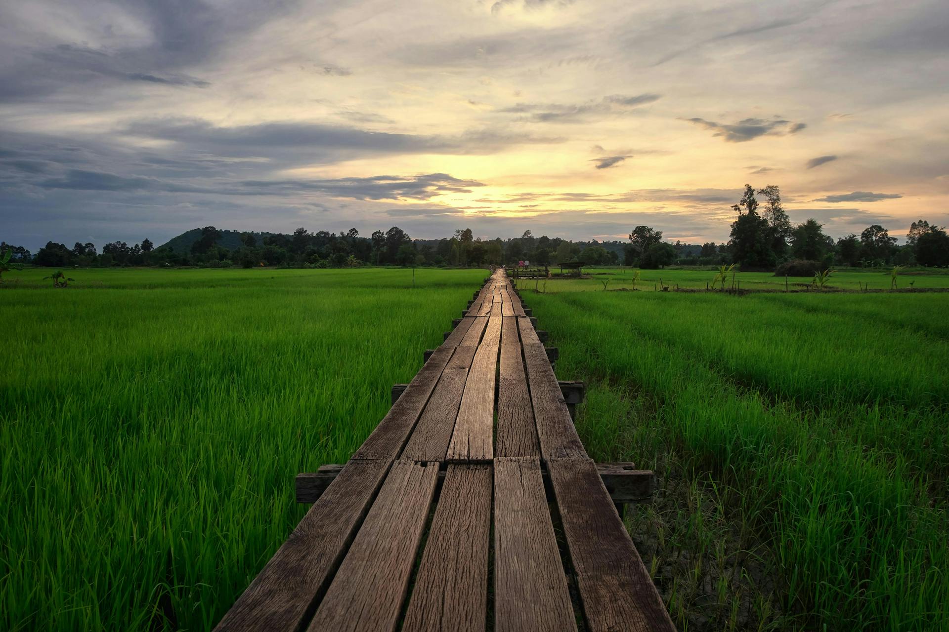 Wooden bridge over a rice field in Khon Buri. 
