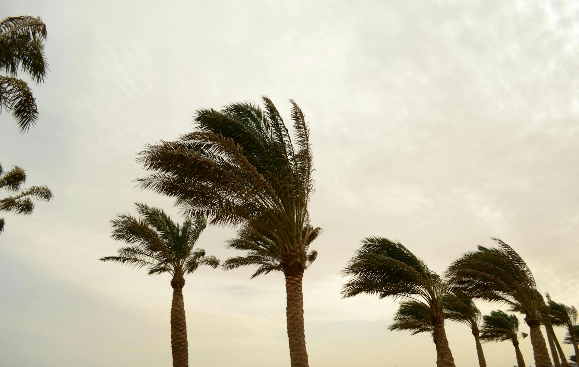 Palm trees in the wind. 