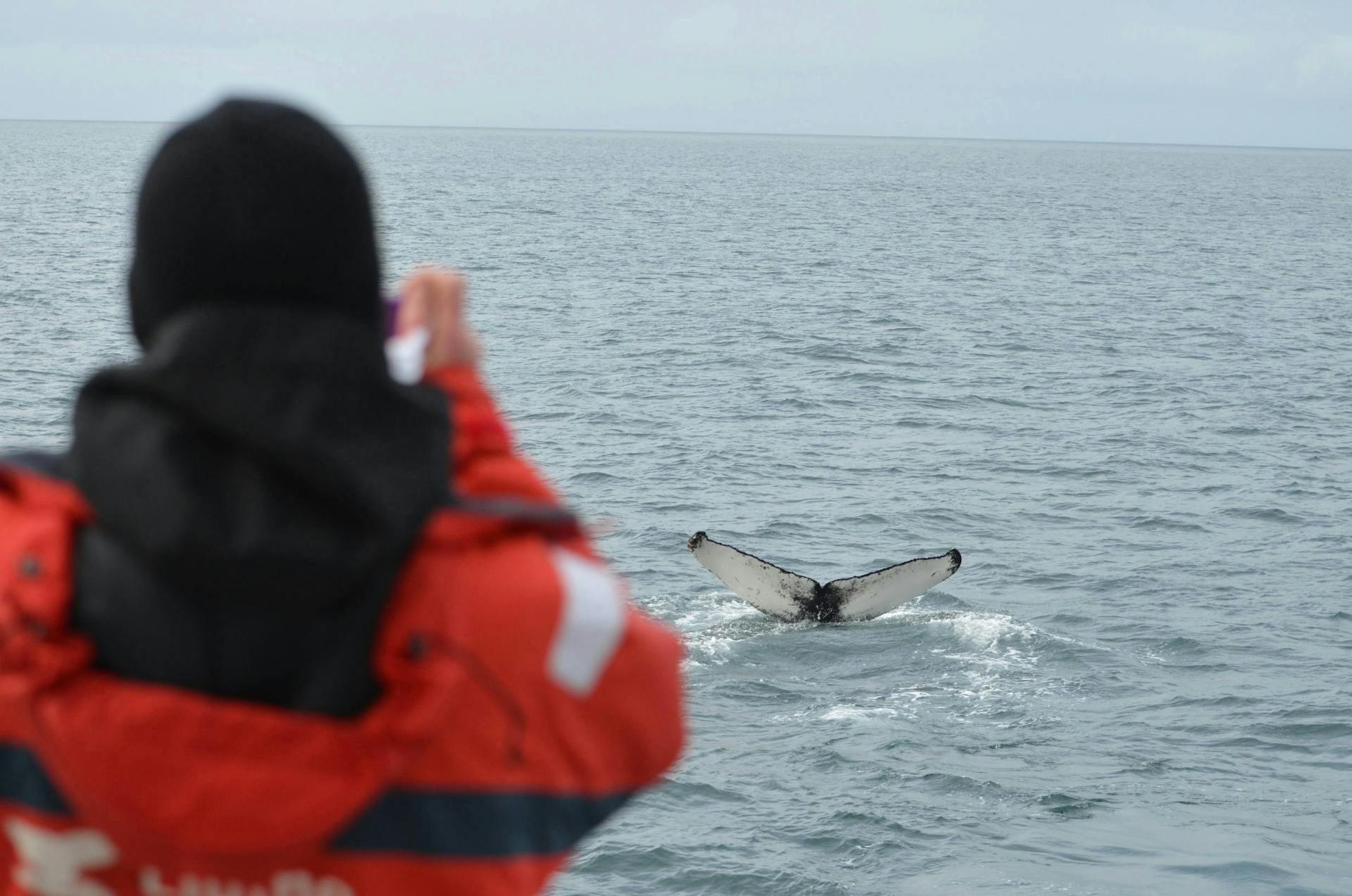 Akureyri Classic Whale Watching Tour_27176