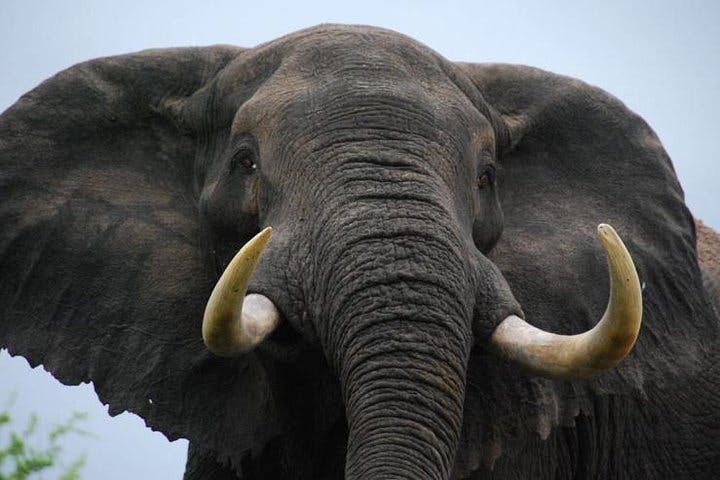 Elephant Sanctuary Tour From Johannesburg_4271453