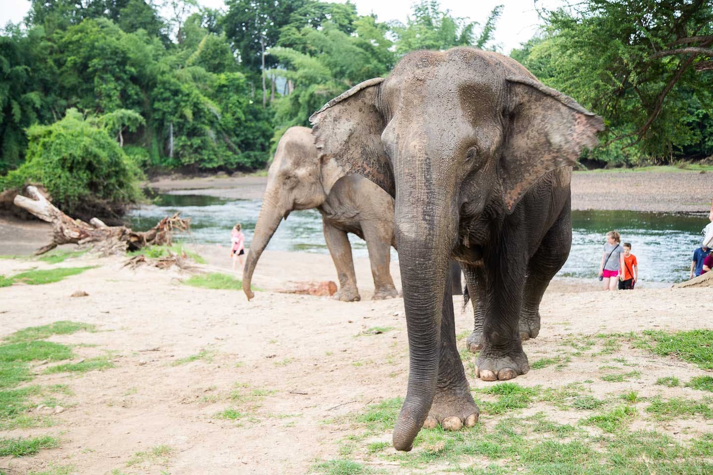 Elephant World Kanchanaburi With Private Transport From Bangkok_1744284