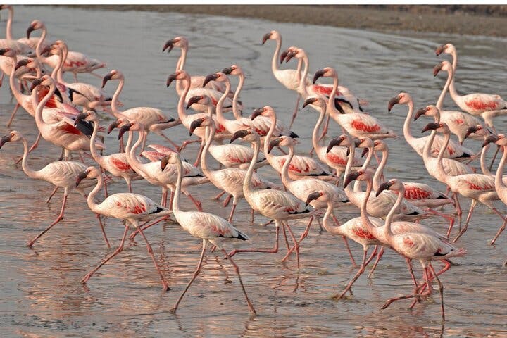 Lio Piccolo: Flamingos & Birdwatching Bike Tour In The Venetian Lagoon_2565510