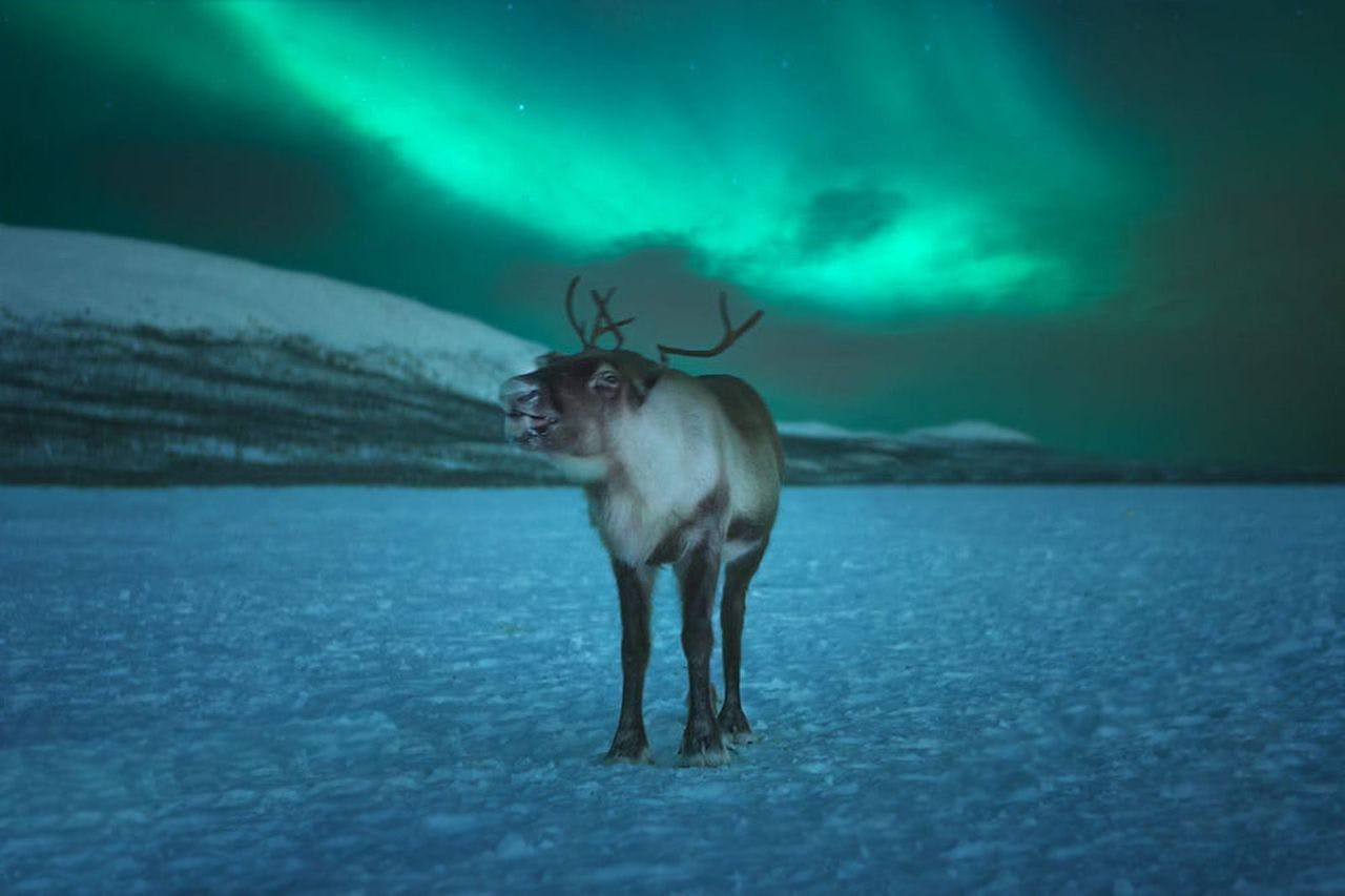 Northern Lights Hunting By Reindeer Sleigh_128125