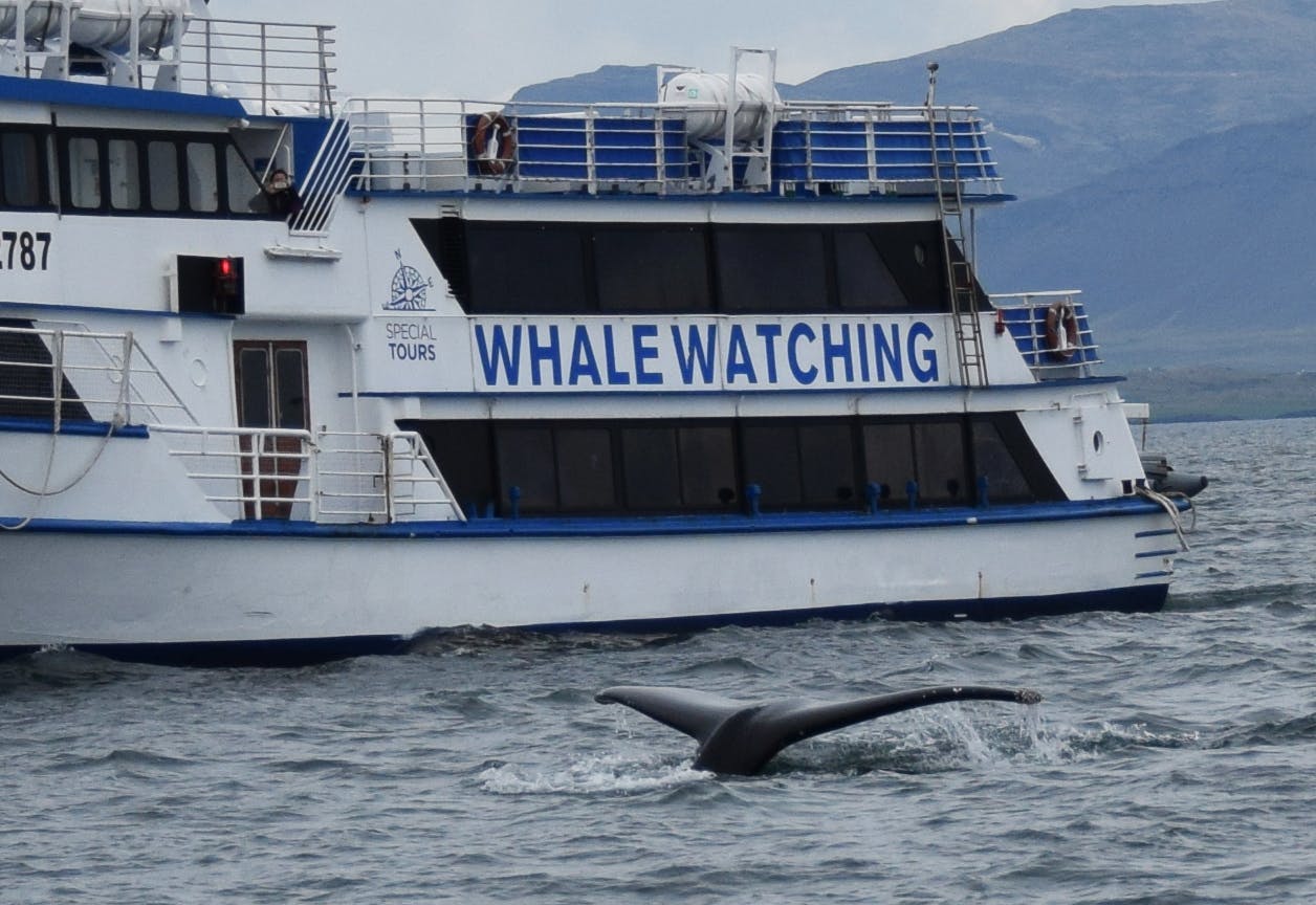 Whale Watching & Whales of Iceland Exhibition_23373