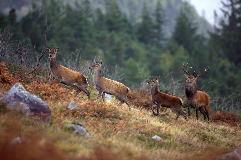 Wild Red Deer Viewing Safari. Galway. Private Guided._643102