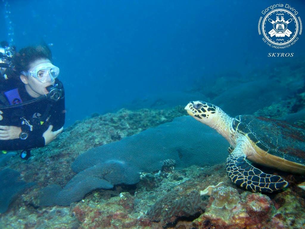 Image - Gorgonia Diving