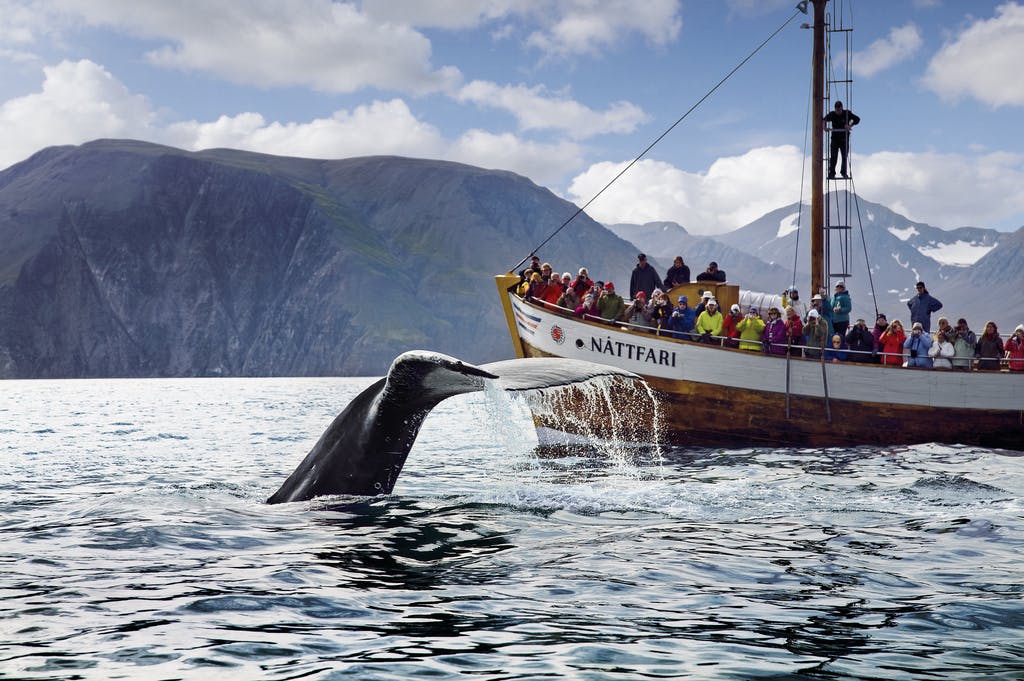 Image - Húsavík Original Whale Watching Tour_11312