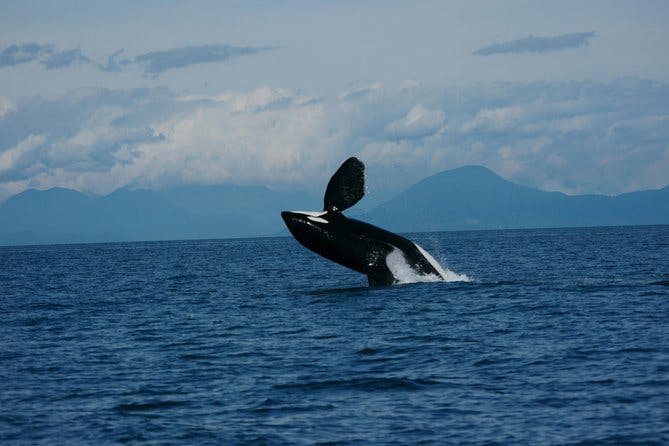 Image - Vancouver Whale Watching Safari_325926