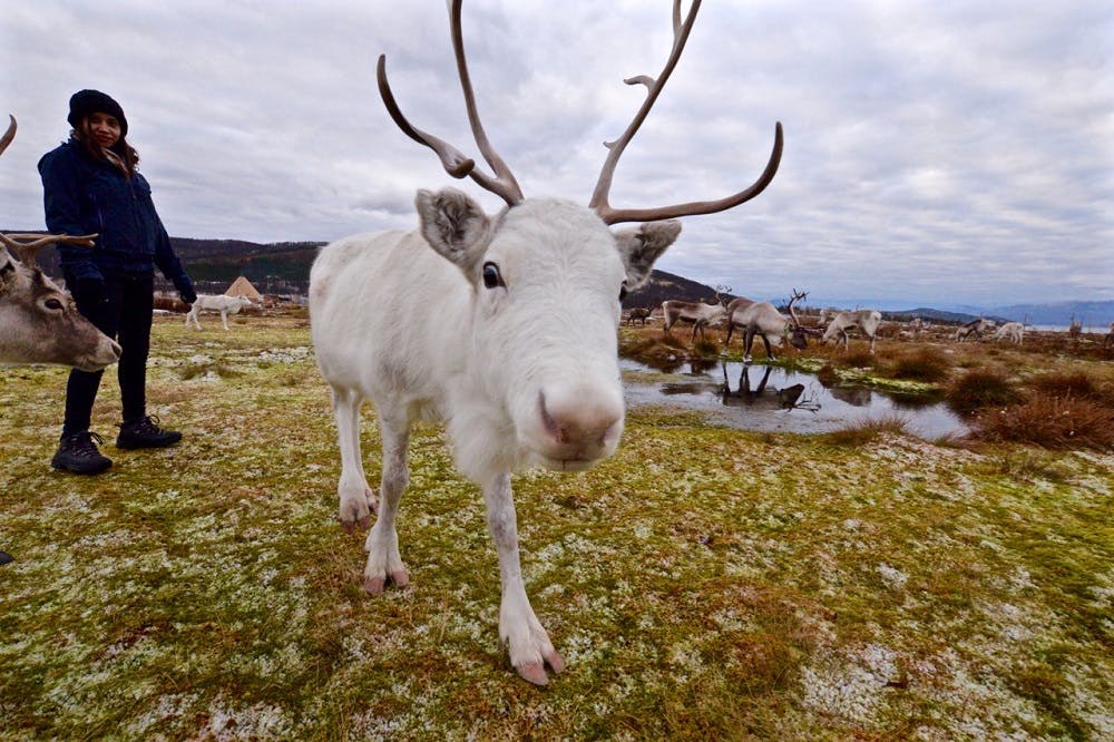 Image - Visit A Sami Reindeer Farm In The Summer_110845