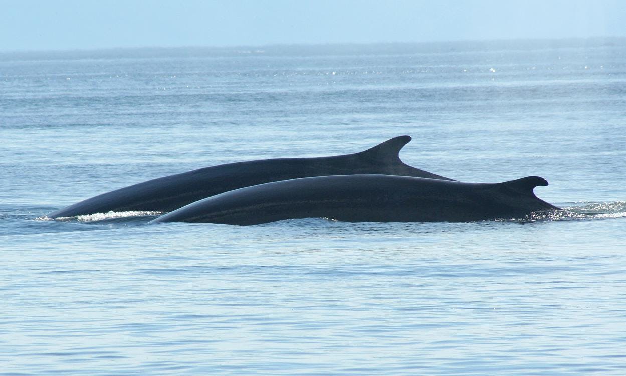 Image - Whale Watching_153