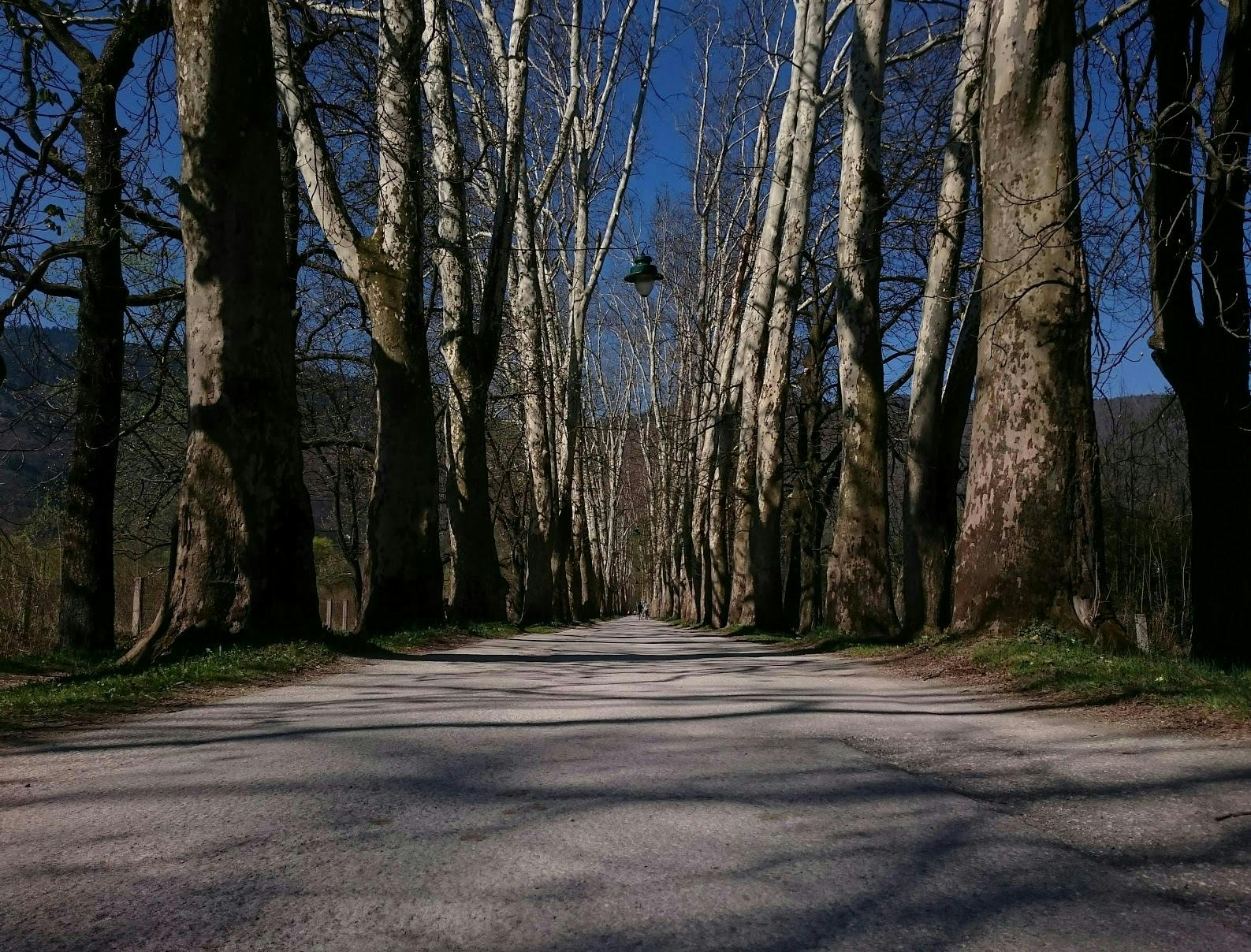 A large path surrounded by leafless trees. 